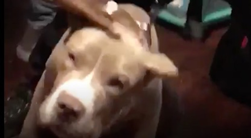 Tfw you are being held hostage by Boogotti Kasino